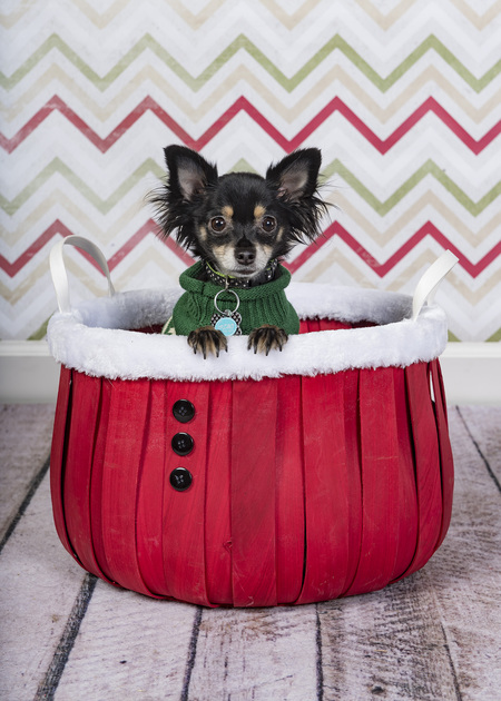 Entry image for Gizmo. Clicking this image will show a larger photo