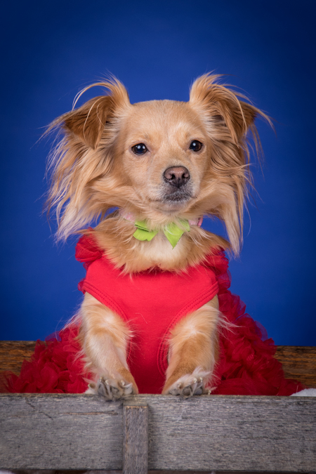 Entry image for Miya. Clicking this image will show a larger photo