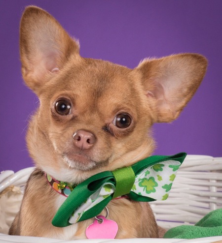 Entry image for Hula. Clicking this image will show a larger photo