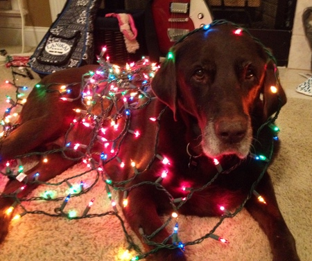 Entry image for Fitzgerald. Clicking this image will show a larger photo