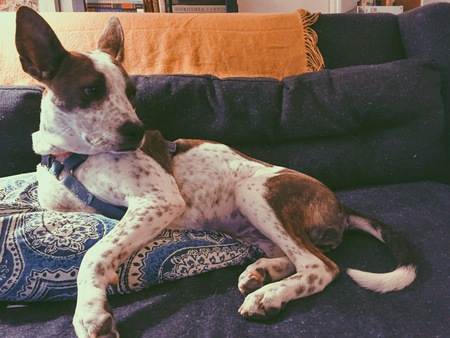 Entry image for Remy. Clicking this image will show a larger photo