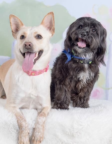 Entry image for Maggie and Henry. Clicking this image will show a larger photo