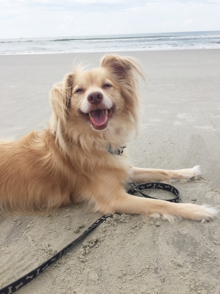 Entry image for Finn. Clicking this image will show a larger photo