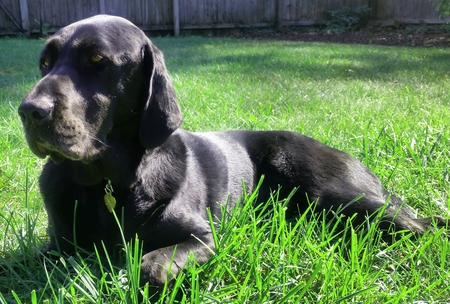 Diesel