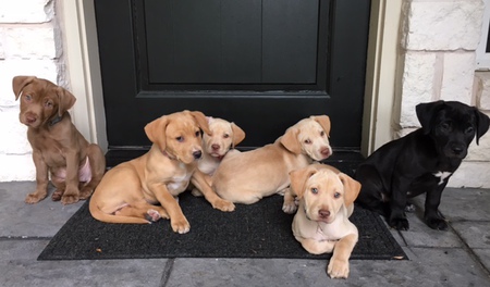 Lucky Lab Pups