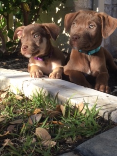 Jersey and Brady