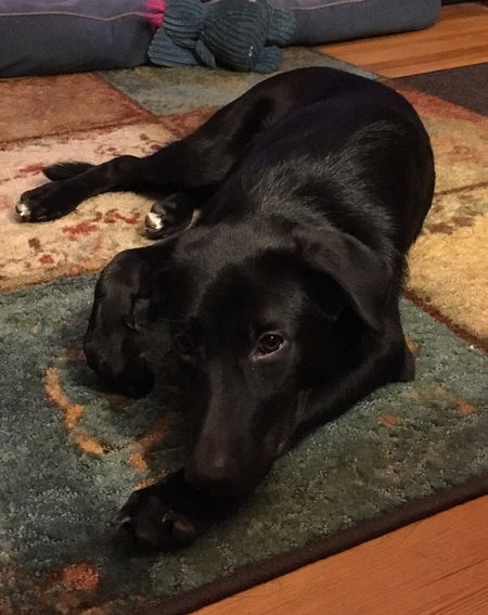 Simon