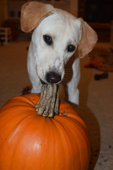 Izzy