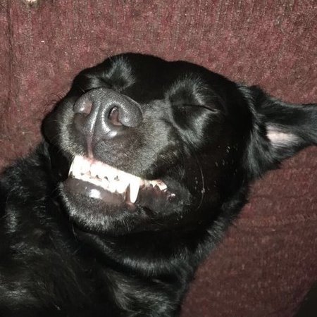Toby