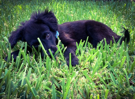 Ziggy