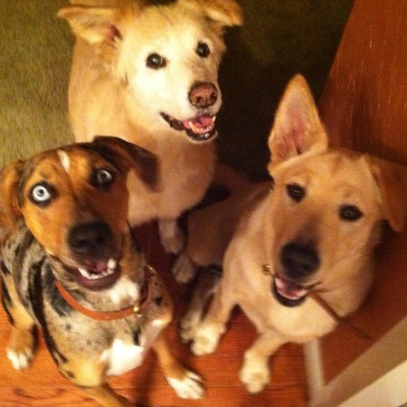 Cara-blue-eyes, Indo- old-man golden, and Raleigh-point ear :)
