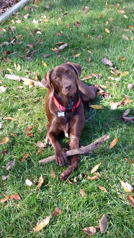 Ollie