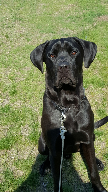 Jax 