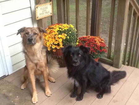 McGee, (blk Border Collie) Sadie, (Catahoula mix)