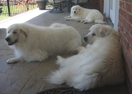 Prince, Cotton & Buddy