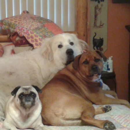Oliver (Great Pyr), Bella (brown pitbull mix) and Nikka (pug)