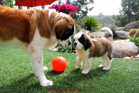 George and Agent Carter