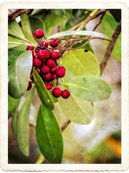 Pepper Tree Berries