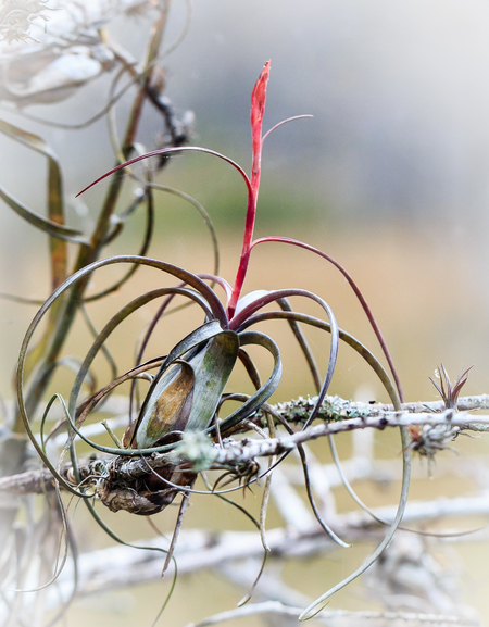 Morning Airplant