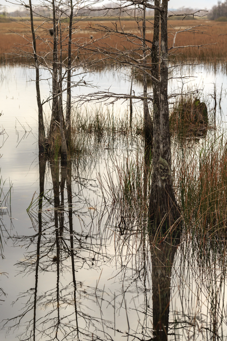 Cypress Reflection