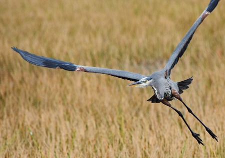 Incoming Heron