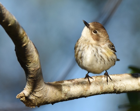 Yellow Rumped Warbler