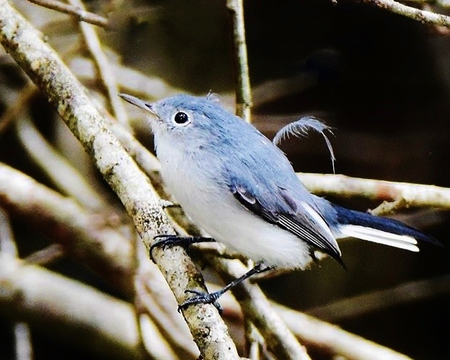 Blue Grey Gnatcatcher