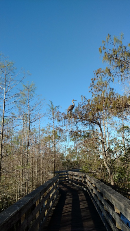 Exploring the wetlands