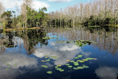 Clouds in grassy water