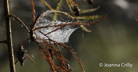 Dew on a Web at Grassy Waters