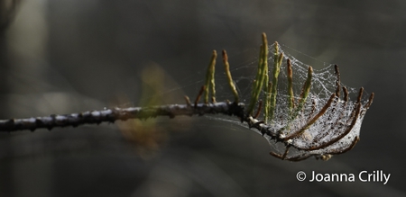 Dewy Web