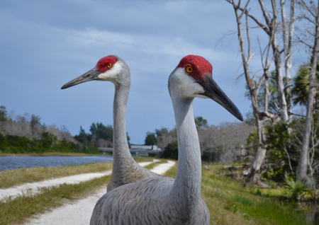 Curious Cranes