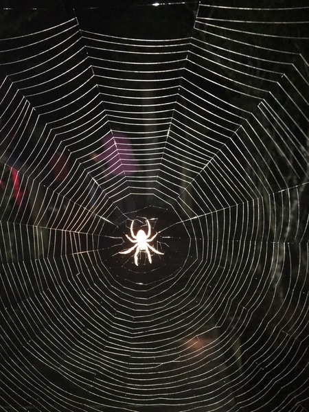 Boardwalk Spider