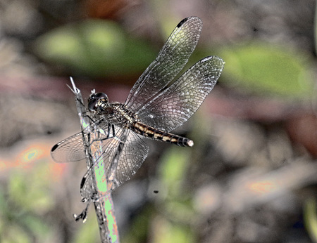 Mosaic Dragonfly