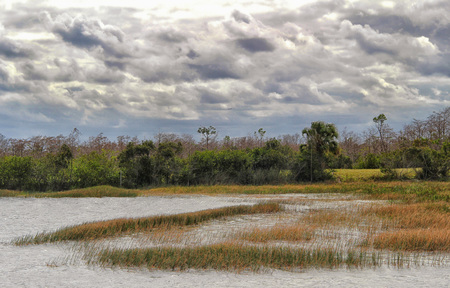 Rusty Marsh Grass