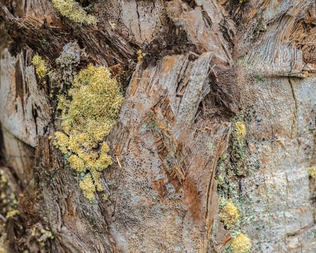 Beautiful Lichen