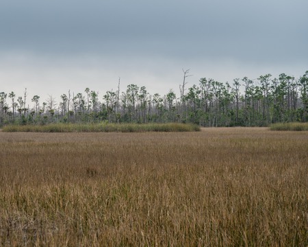 Grassy Waters II