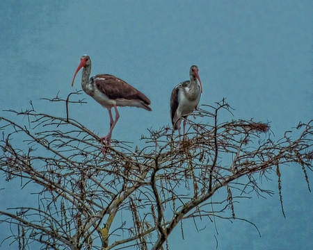 Two Juvenile Ibis's