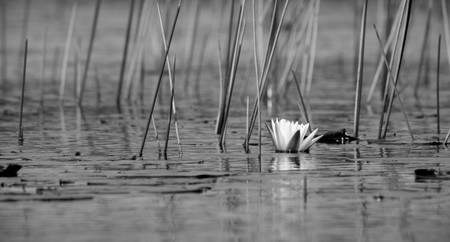 White Water Lily B&W