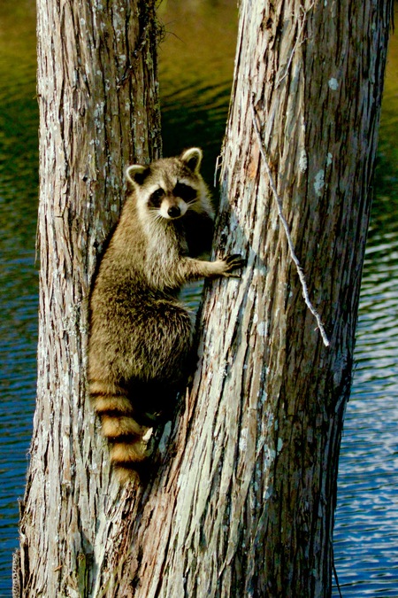 Peekaboo Racoon at Grassy Waters