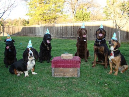 Monster, Moose, Jackson, Jack, Rosie, Brophy