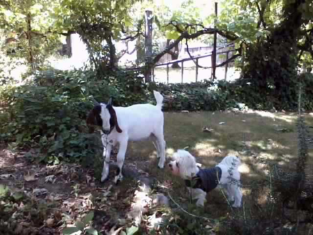 Bubba with friend, Jackson
