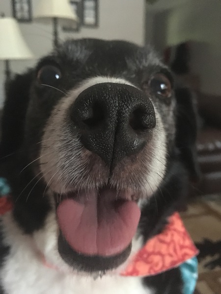Daisy