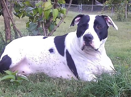 CowDog