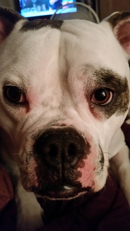 Bella Boo