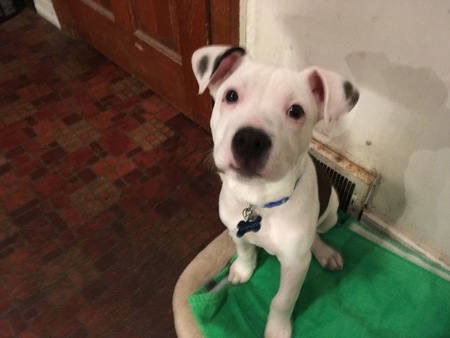 Stanley Pup