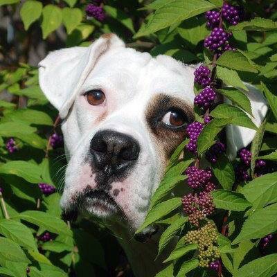 Ruby