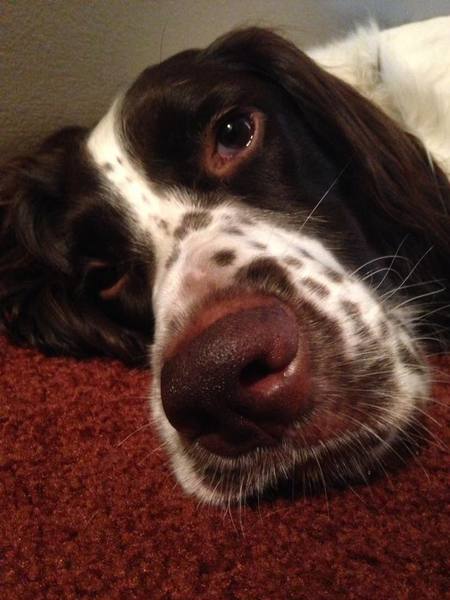 Jasper