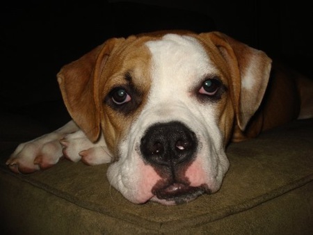 Harley
