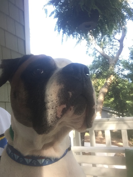 Leo Francis